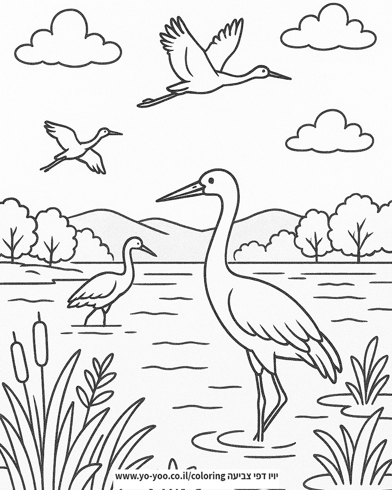 דף צביעה של שמורת החולה דף צביעה של שמורת החולה