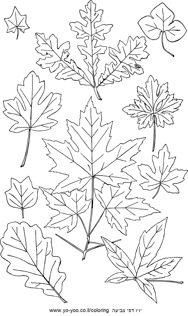 עלי שלכת לצביעה עלי שלכת לצביעה