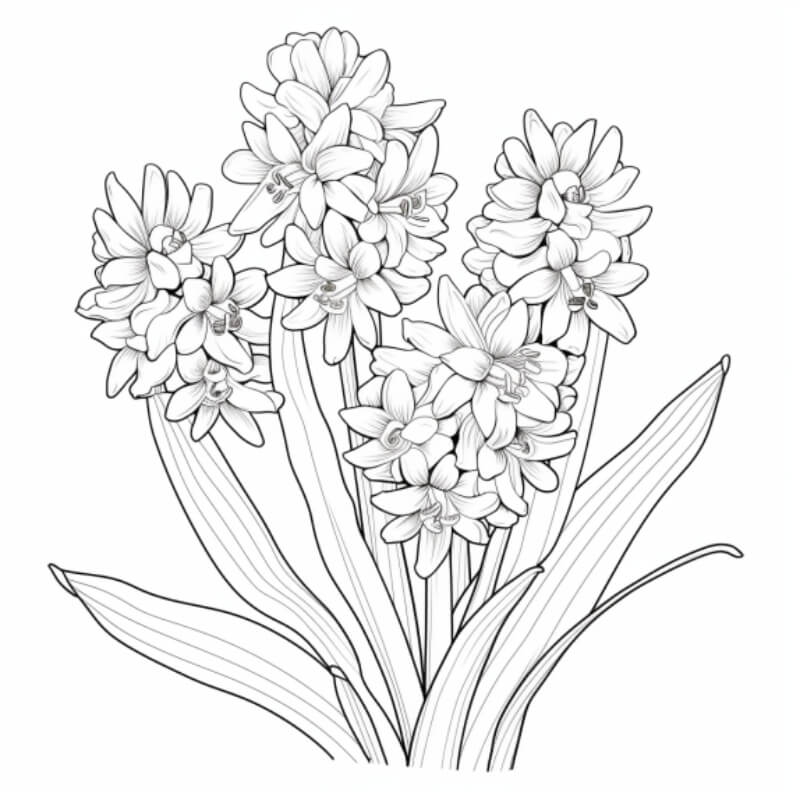 ציור של חצב לצביעה ציור של חצב לצביעה