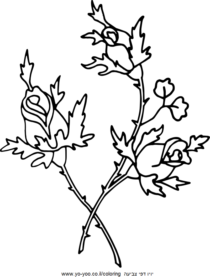 פרח יפה לצביעה פרח יפה לצביעה
